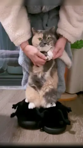 Let me perform a dance for you all in the new year and wish you all a happy new year😆#pet #fyp #cat #cutecat #cats #happynewyear #funnyvideos #catsoftiktok 