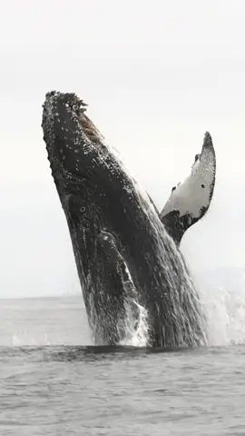 🐋🎉 Leaping into 2024 with as much enthusiasm as this humpback whale! Wishing you a whale of a time and a year filled with endless joy, adventure, and ocean-sized dreams. Let's make a splash this year! 🌊✨ #NewYear2024 #MarineMonday