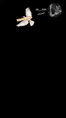 شايل رسايل شوك العيونك 🥺💔