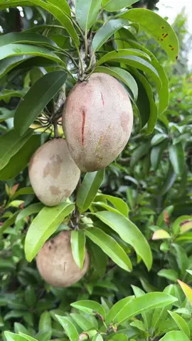 The sapodilla in this video was grown and harvested at our farm in South Florida 🌴 and ripened in Montana 🏔️ We ship tropical fruit all over the country! 📦 You can get a box at ➡️ Miamifruit.org 🌈 #miamifruit #fruit #tropicalfruit #sapodilla #chicosapote #níspero #brownsugarfruit 