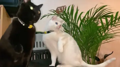 🖤🤍