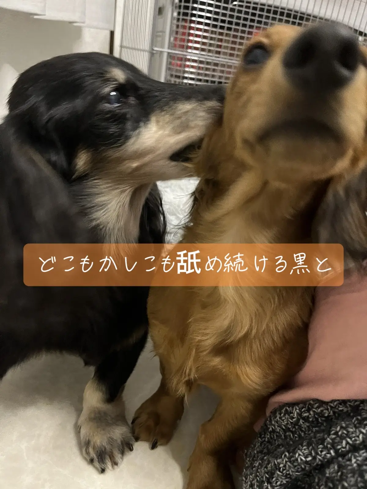 #ダックス #ダックスフンド #ミニチュアダックス #カニヘンダックス #多頭飼い #老犬 #子犬 #シェーデッドレッド #ブラック＆クリーム #日常 #お正月 #ウインク 