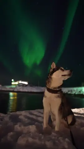 Perfect evening conditions for a husky walk in Lofoten 😍💚 #nordlys #northernlights #auroraborealis #nordlichter #revontulet #norge #norway #arctic #huskylife #noruega #norge #lofoten #spaceweather #dogsoftiktok 