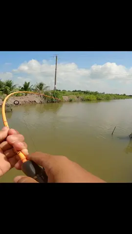 Chạm cá chẽm khủng bằng mồi câu kingdom Jerk baits #nguyenbi #docau #caucagiaitri #xuhuong #cauca 
