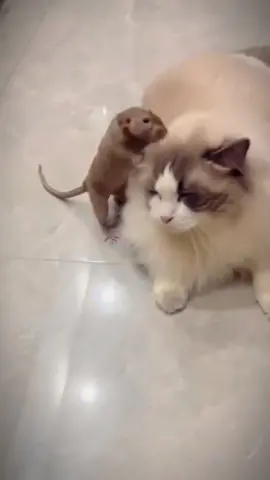 What good is this cat? I don’t even catch mice anymore😂😂#funnyanimals #funny #funnycat #cat #catsoftiktok #pets #cute #meme #funnyvideos #PetsOfTikTok #fyp #wild #wildlife #foryou 