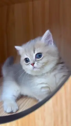 #cat #catsoftiktok #fypシ゚viral #kittens #cutecat 