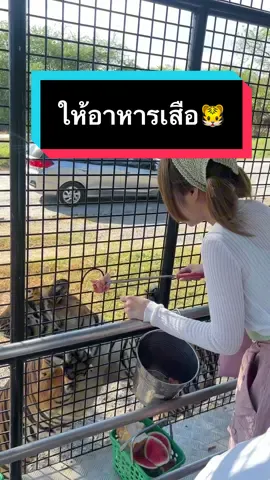 สวนสัตว์ครั้งแรก🐯🤣 #fyp #ซาฟารีเวิลด์ #สวนสัตว์tiktok #เลม่อนนิค #พาเที่ยว 