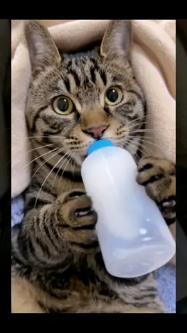 The first bottle of milk in the new year😂#pet #fyp #cat #cutecat #catsoftiktok #funnyvideos #happynewyear 