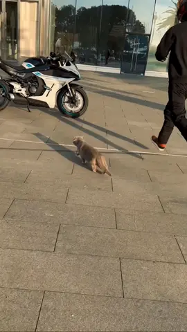 You only live once, but if you do it right, once is enough💞💞🏍️🐈#coolpets #catslovers #catsoftiktok #catvideos #cats #cat #fyp #pets #fypforyou #helmet #lishiyin #motorcycletiktok 