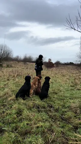 Few marks with the boys #labradorretriever #chocolatelab #foxredlab #yellowlab #blacklabsquad #training #teampureflax #gundogtrainer  #slingleygundogs #pickingupteam  #instavideo