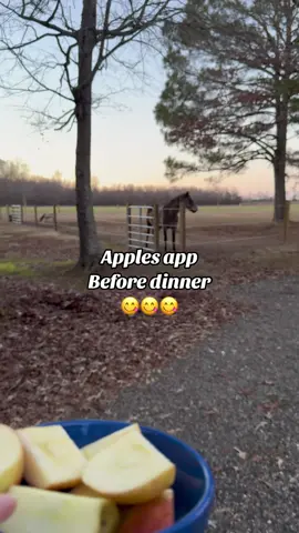 An appetizer before dinner is always a must. #horses #horsesoftiktok #minihorse #horsetok #horsegirl #horselover #farm 