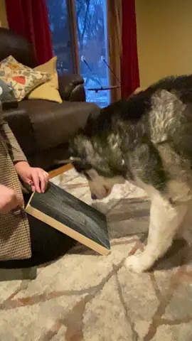 Got a dog who doesnt like their nails touched? This scratch board makes it so much easier and way less stress for your pup! #huskiesoftiktok #nailtrim #easybutton #dogsoftiktok #stressfree 