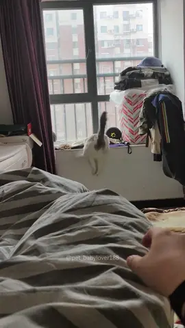 The strange behavior of cats.🤣 #cat #cats #cutecat #catlover #catsoftiktok #fyp #foryou #foryoupage #funny #fypシ #funnycat #funnyvideos #funnytiktok #funnyanimals #kitty 