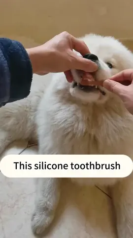 Pet toothbrush, made of silicone material, with a soft texture that pets won't resist and won't harm gums#pettoothbrush #tiktokshopcrossborder_seasales #tiktokshopsgale 