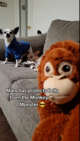 Manchas protects Bella from the Monkey Monster 🐒 🙈 🙊 🥰 #chihuahuapower 
