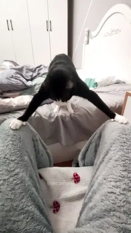 Tuxedo Cat behavior 🤣 #cat #cats #cutecat #catlover #catsoftiktok #fyp #foryou #foryoupage #funny #fypシ #funnycat #funnyvideos #funnytiktok #funnyanimals #kitty 