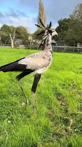 The Secretary Bird Snake Eagle's long legs are used to kick the snake
