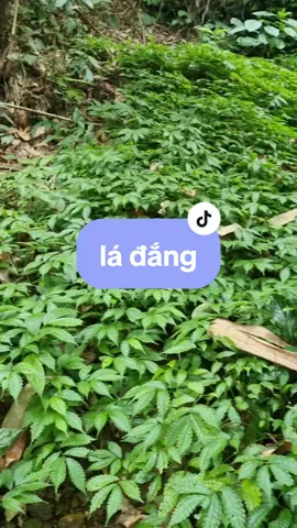 cây lá đắng chỗ mọi người có không ạ#thaoduoc #TrieuLandaodo #LearnOnTikTok #trieulan 