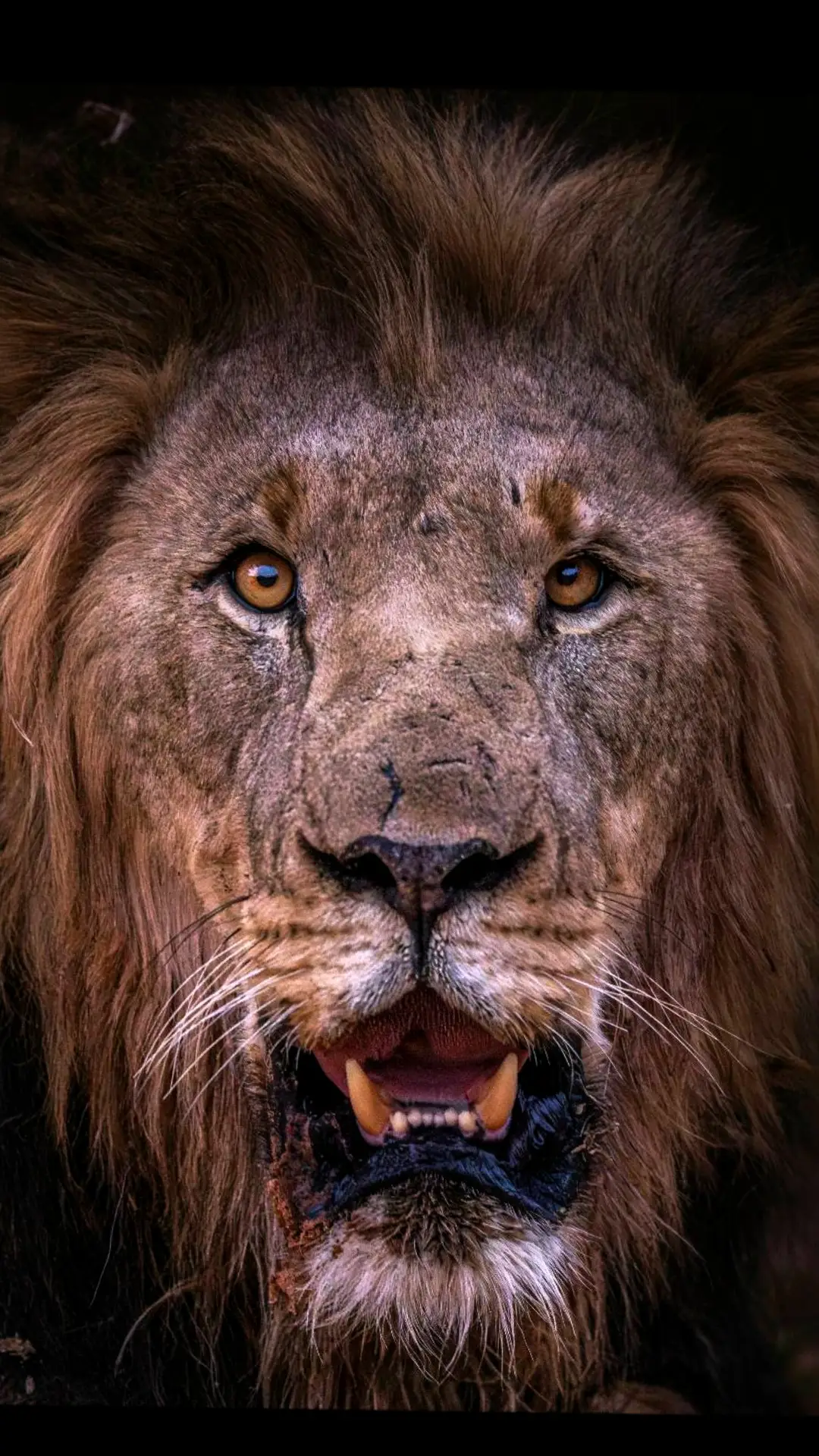 This is one of my favorite Lions I've ever photographed, an absolute beast and a honor to have spent some time with him on Safari at Marataba Luxury Lodges  #wildlifephotography #wildlifephotographer #bigcatsoftiktok #lion ##maratabaluxurylodges #morefamilycollection #safari 