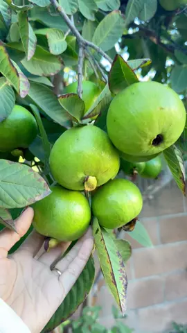 Guava Season is here and this year we got tons of Fruits. This Guava taste better in green, it will not ripe pink.  Sprinkle a bit of Tajin or Best with chili salt 🌶️