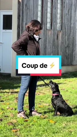 Mentionne ton ou ta partenaire 🥰  #fyp #chienguide #amour #regard 