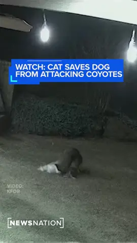 A family's #securitycameras caught the moment when their #cat jumped in to #save their #dog from two attacking #coyotes.