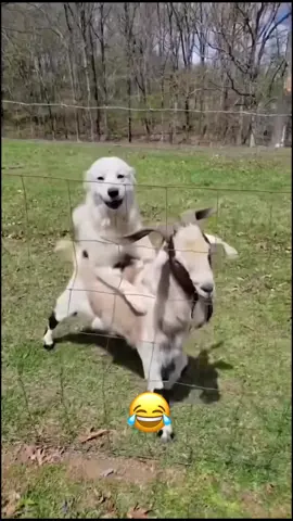 @My Petsie @My Petsie @Adam & Elea @Adam & Elea When Flirting Goes Wrong: Dog vs. Goat Showdown! 😂🐶🐐 _______________ Follow @my.petsie For More Daily Videos 🔥❤️ _______________ ❤️ Double Tap If You Like This  🔔TurnOn Post Notifications  🏷️ Tag Your Friends  _______________ Dm for credit & removal 💬 _______________ Our social Media : 👇(contact on us Instagram    @my.petsie & @my.petsie1 & @mypetsie1 _______________ #DogVsGoat #ComedyGold #AnimalAntics #ReelFails #UnexpectedShowdown #Dog #Dogs #FunnyDog #FunnyDogs #Puppies #Puppy #Goat #Goats #FunnyPets #Farm #FunnyFarm #AmineBelhouari #AmineCars #AdamAndElea #MyBestie #MyPetsie 