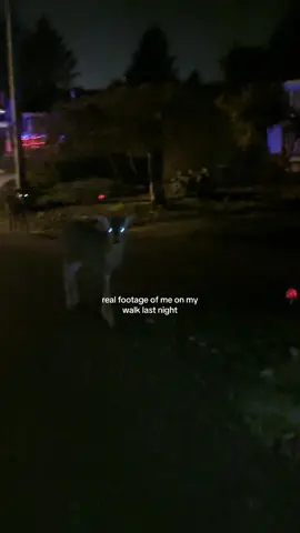 deer in headlights #deer #deerinheadlights #oregon #pnw #fyp 
