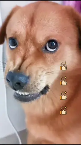 #greenscreenvideo Why doesn't anyone like me? Am I ugly? #dog #puppy #pets #fyp