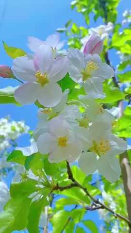 #foryou #flowers #naturalbeauty #foryoupage #scenery #natural #plants #hoànghôn #cảnhđẹp #fyp #xuhuong #tiktokviral #beuatiful #hoà 