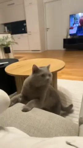 Funny Cat Sniffing Socks 😀😀😀 #cat #catsoftiktok #kittycat #cutecat #persiancat #catlovers #fluffy #kitten #cute #fyp #foryou #pet #usa 