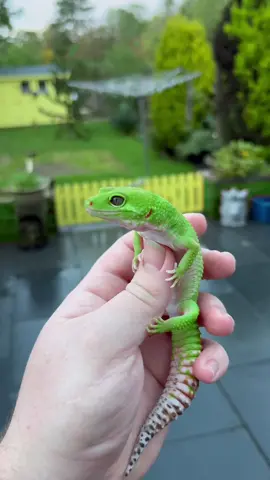 Green gecko #animal #reptile #gecko #leopardgecko #newyear #foryoupage #explore #explorepage #trending #viral #PetsOfTikTok #pet #nature 