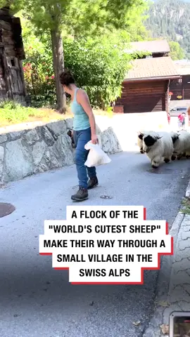 'Oh to be the world’s cutest sheep walking in the alps' 🐑🏔⁠ ⁠ #viral #sheep #flock #ladbible #fyp  🎥: @bopeep_valaisblacknose