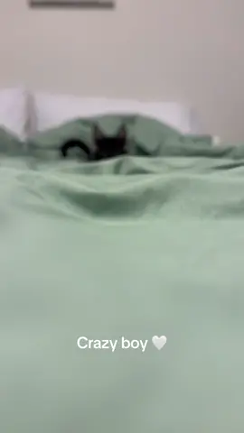 #mainecoon #kitten #kittensoftiktok #mainecoonkitten #PetsOfTikTok #fyp #cute #boy #pounce 