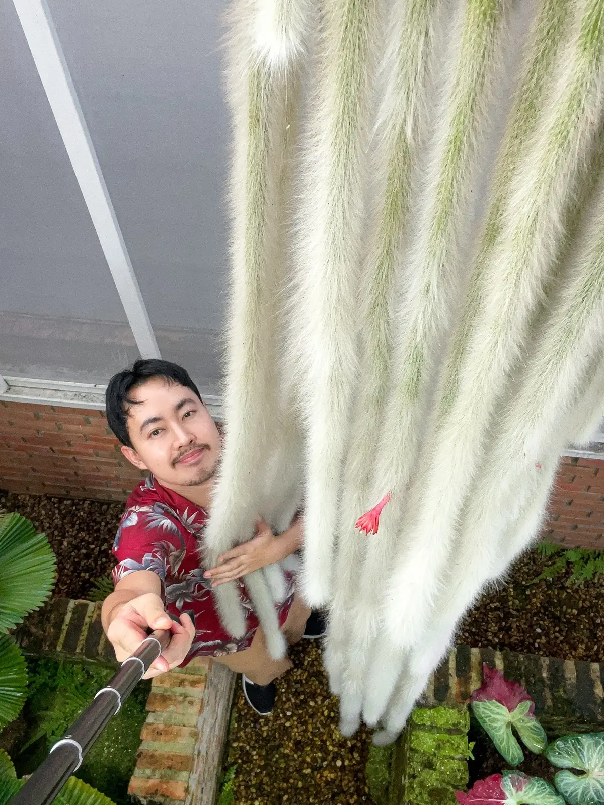 “ ยาวถึงพื้นแล้ววว 😆 ” กระบองเพชรหางลิง Monkey tail ‘s Cactus 🐒🌺✨  (Hildewintera Colademononis) #แคคตัสหางลิง #หางลิงแคคตัส #แคคตัส #กระบองเพชร #monkeytail #cactus 