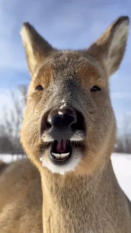 Can't help smiling while watching this face! In northeastern China’s Heilongjiang Province, a Chinese social media user captured a video of her roe deer munching away. Being called 'silly roebuck' in China because of their humorous behaviors, these creatures have only two species in existence. They are mainly found in Asia, with the Northeast region of China housing the majority, known as the Eastern roe deer or Siberian roe deer. #roedeer#chewing#munching#asmr#lol#somuchfun #WildChina