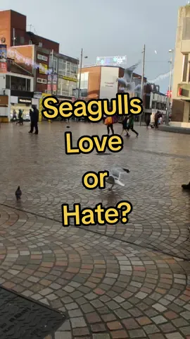 Do you love or hate Seagulls? #seagulls #blackpool #Love #fyp #fypblackpool #fypseagulls #gulls #birds #seaside #foryou #foryoupage #foryouseagulls #blackpooltown #towncentre 