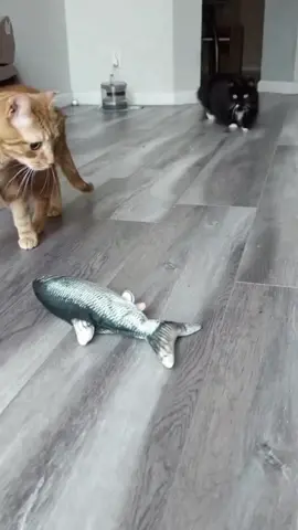 All cats love the dancing fish toy #dancingfish #fishtoy 
