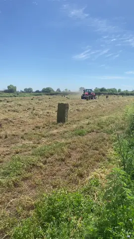 aqui mi chiquillo otro cortesito de alfalfa para guardarlo con la fresca asi que aqui estamos poniéndole bueno mi chiquillo! #agricultor #fardo #alfalfa #graciasmidios🙏❤️ #graciasporsuapoyo❣️ #rinconadadecato #parati #fyp #chillancato #bendiciones 