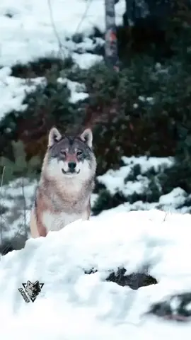 #wolf #wolves #wolfpac #animal #animals #ذئب #ذئاب 