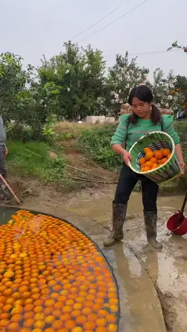 Harvest orange 🍊 fruit with rural life #satisfying #nature #enjoy #farming #harvest #orange #fruit 
