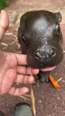 Watch This And Fall In Love With Baby Pygmy Hippos #babyhippo #pygmyhippo #babyanimals #animals #cute #cuteanimals #foryou #fyp