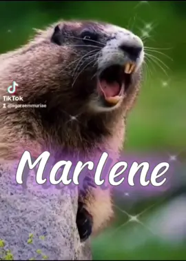 Marmota chamando 🤗 #marmotachamando #marmotagritando #marmota #chamando #gritando #nomes #marlene #agoraemmuriae 