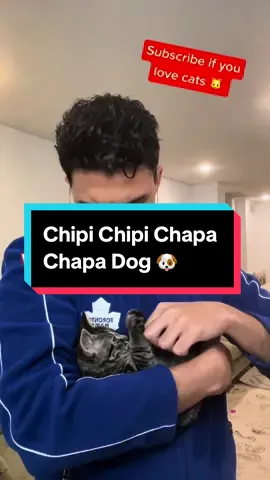 Chipi Chipi Chapa Chapa Dog 🐶 #chipichipichapachapadubidubidabadaba #cat #catsoftiktok 
