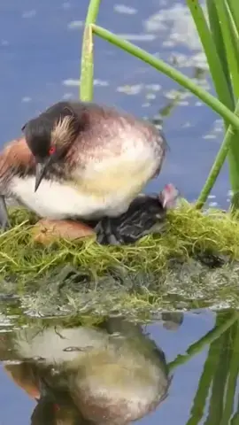 The black-necked grebe or eared grebe is a member of the grebe family of water birds. #Birds #grebe #nest #wildlife #nature #FYP #FantasticBeastsln 