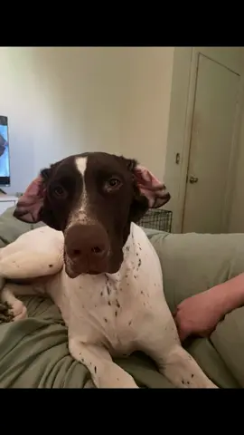 Bubba's official application to be @sissy steel 's tiktok boyfriend. I believe they are kindred spirits. Two dogs sharing the same brain cell 🥰 #gspsoftiktok 