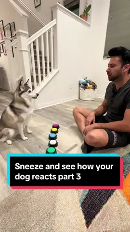 Apprently sneezing is contagious 😂😂😂 #funnydog #dogs #smartdog #dogsoftiktok #fyp 