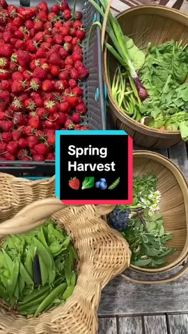 Harvest from late spring/early summer #harvesttime #strawberryharvest #summerharvest 