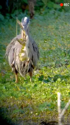 The blue heron catches frogs to eat.#animalslover #heron #frogsontiktok 