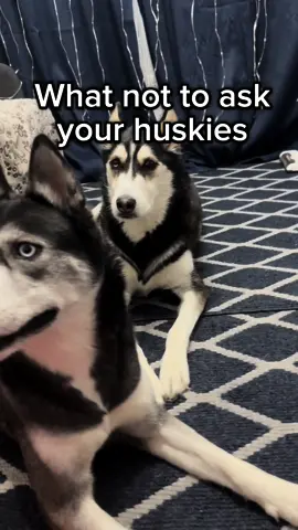 What not to ask your huskies 😅😂